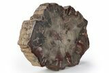 Jurassic Petrified Wood Round (End Cut) - Henry Mountain, Utah #251243-1